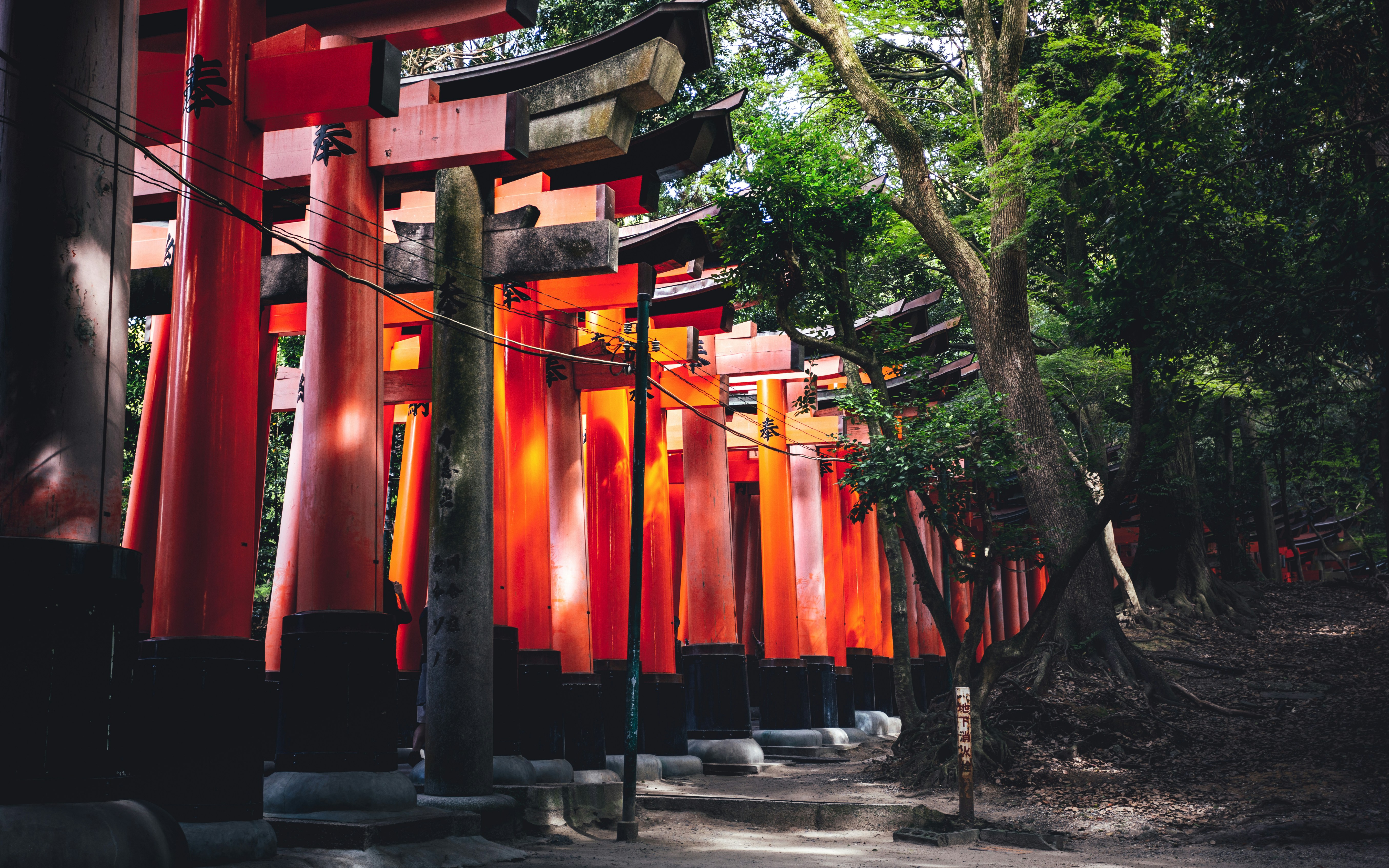 Traditional Japanese torii gates lining a forest path in soft golden afternoon light