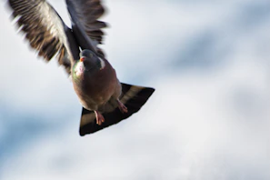 Close-up of a bird in flight, captured sharply at 40× zoom with vivid feather details