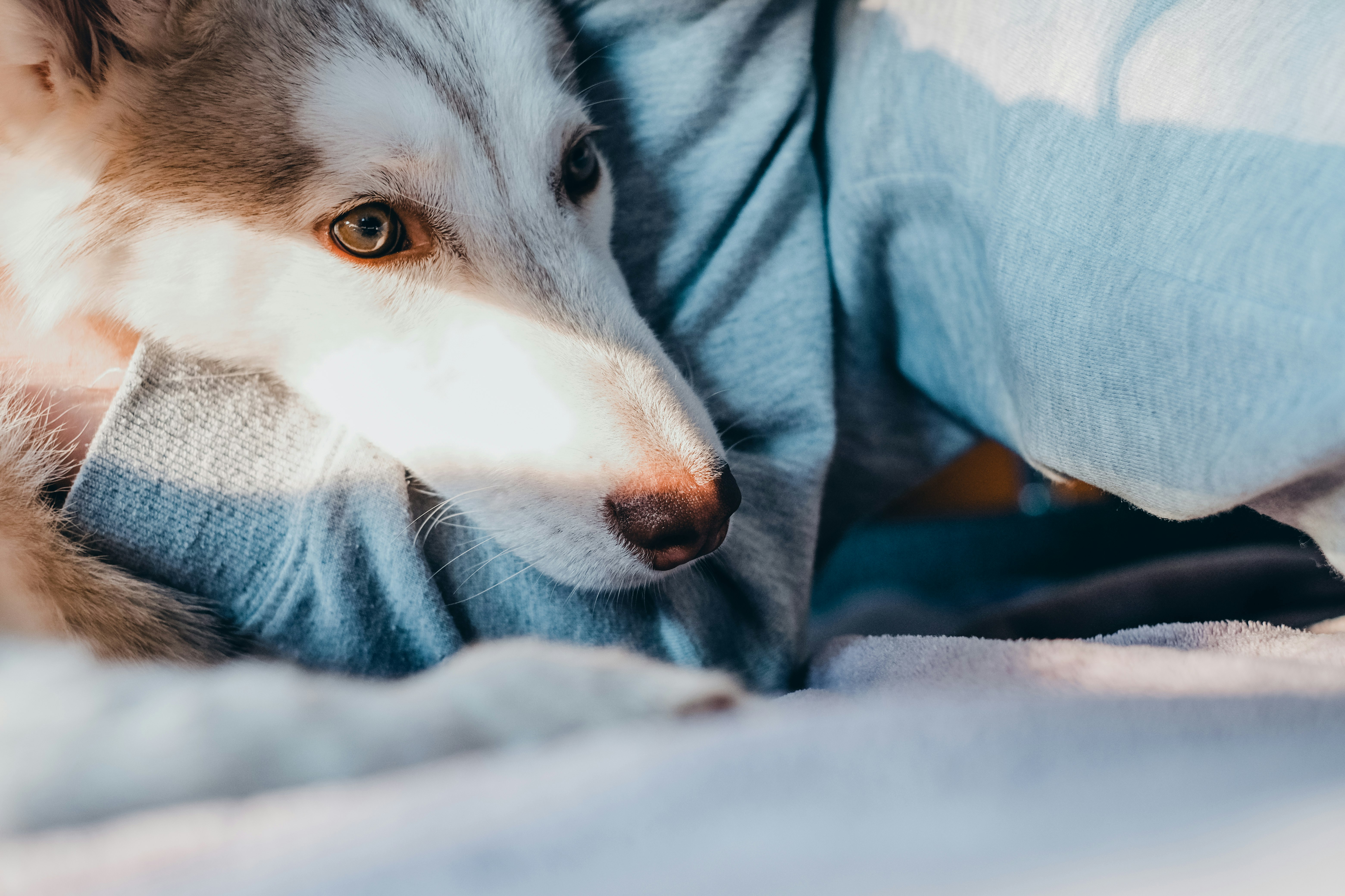white and gray siberian husky puppy on blue textile