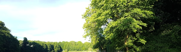 A lush green landscape with rubber trees and a clear sky.