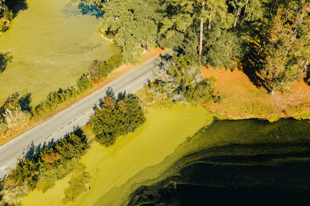 aerial view of green trees and road