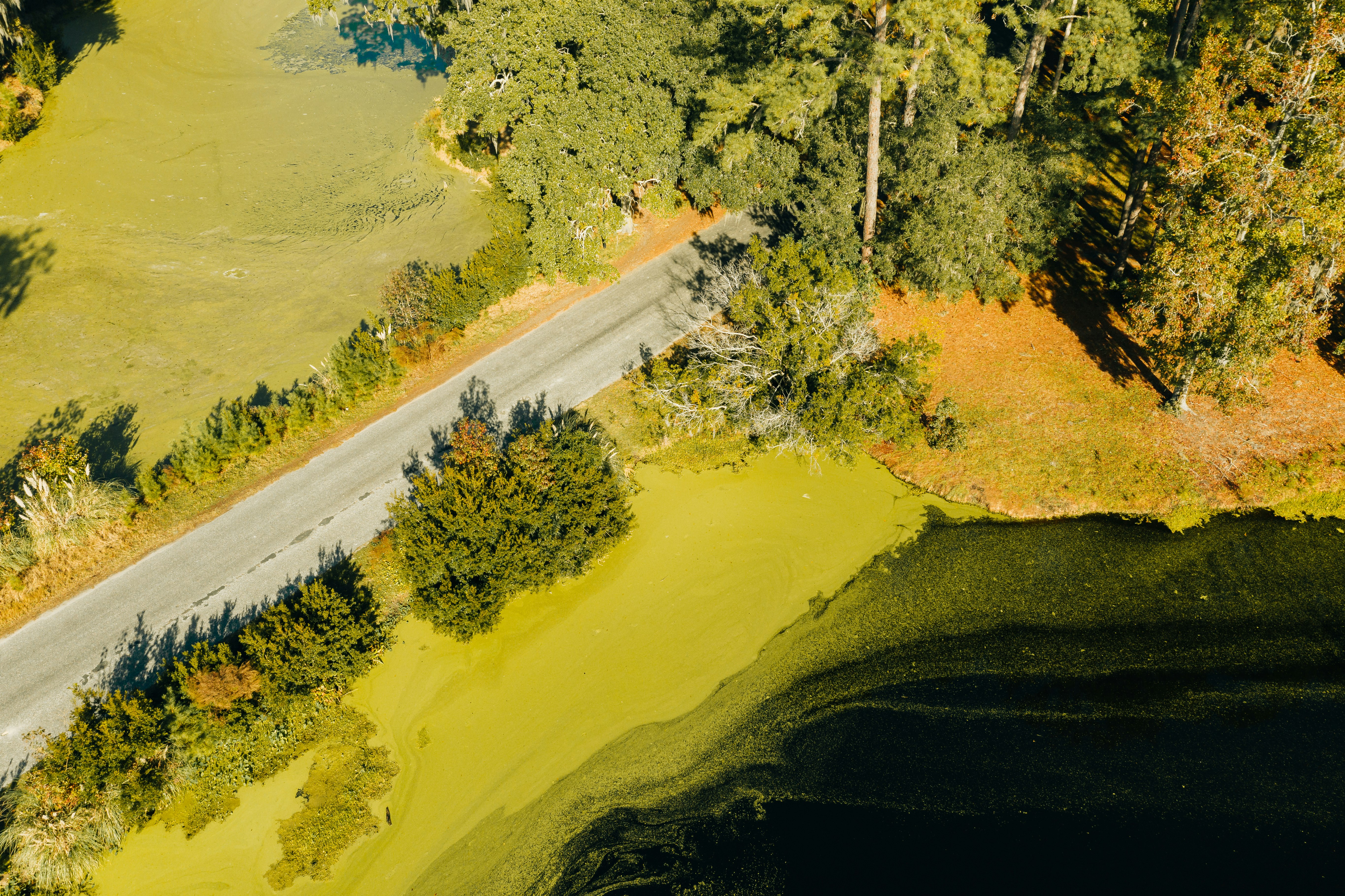 aerial view of green trees and road