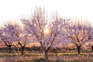 leafless trees on green grass field during daytime