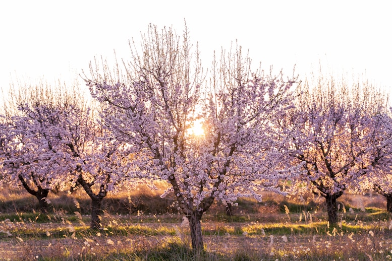 leafless trees on green grass field during daytime