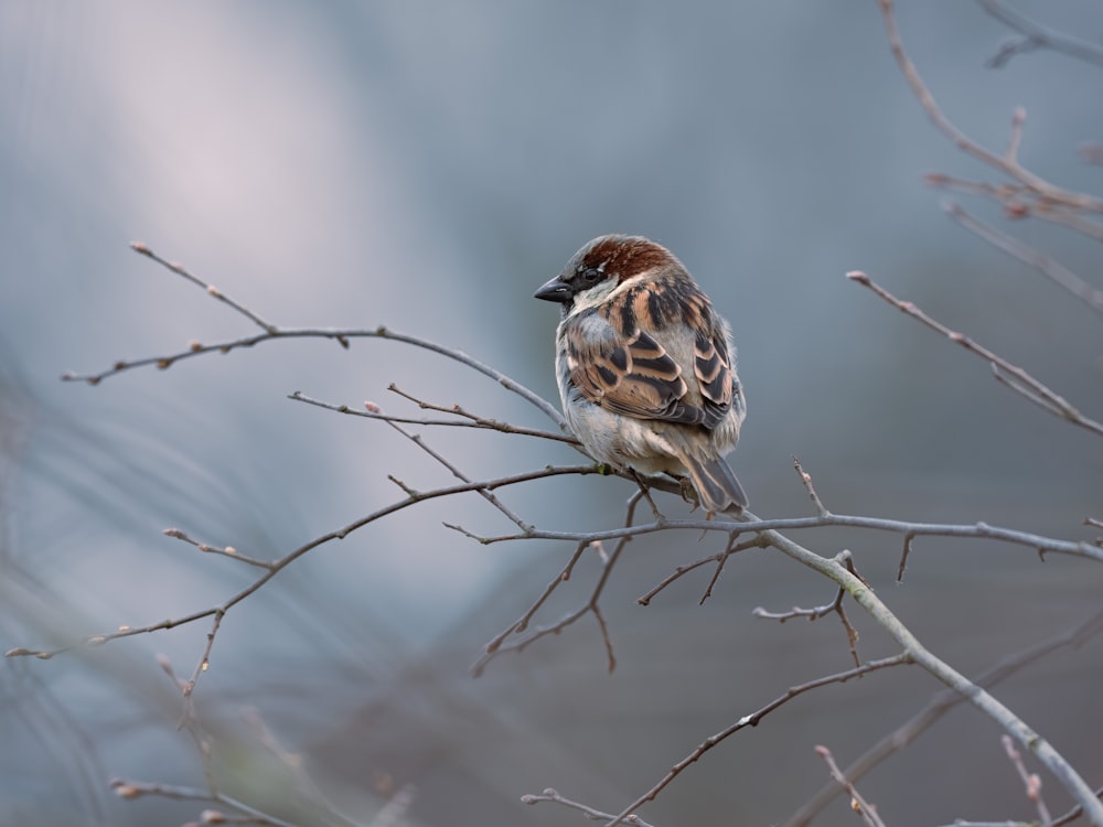 oiseau brun sur branche d’arbre