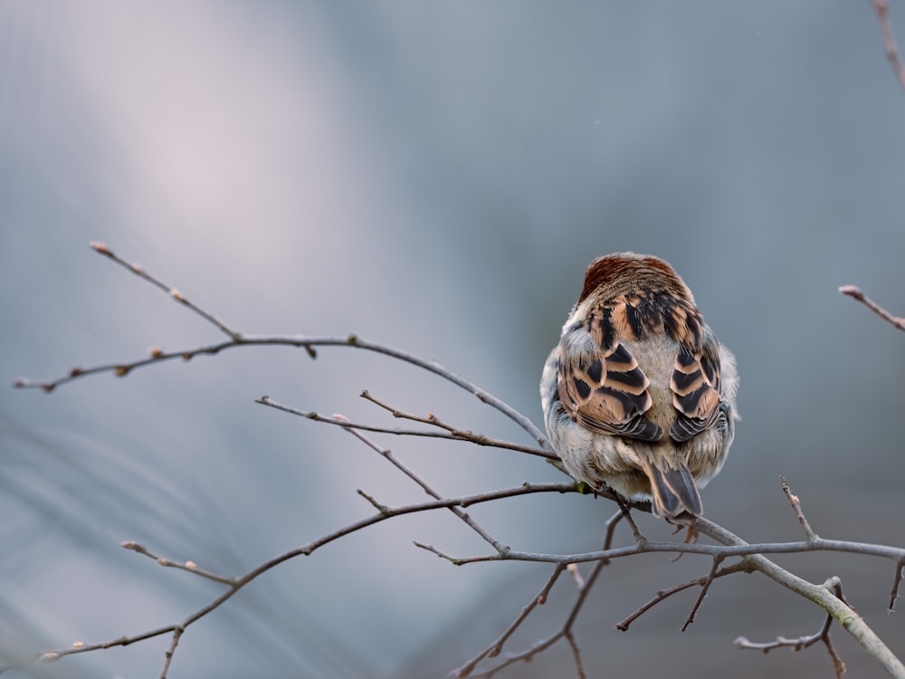pájaro marrón y blanco en la rama de un árbol marrón