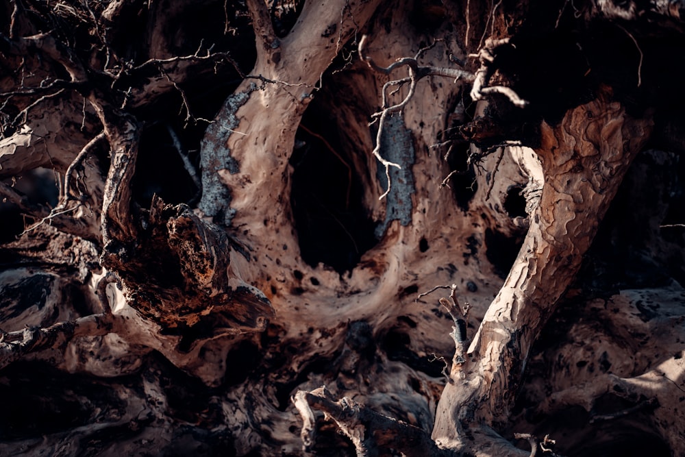 tronc d’arbre brun et noir