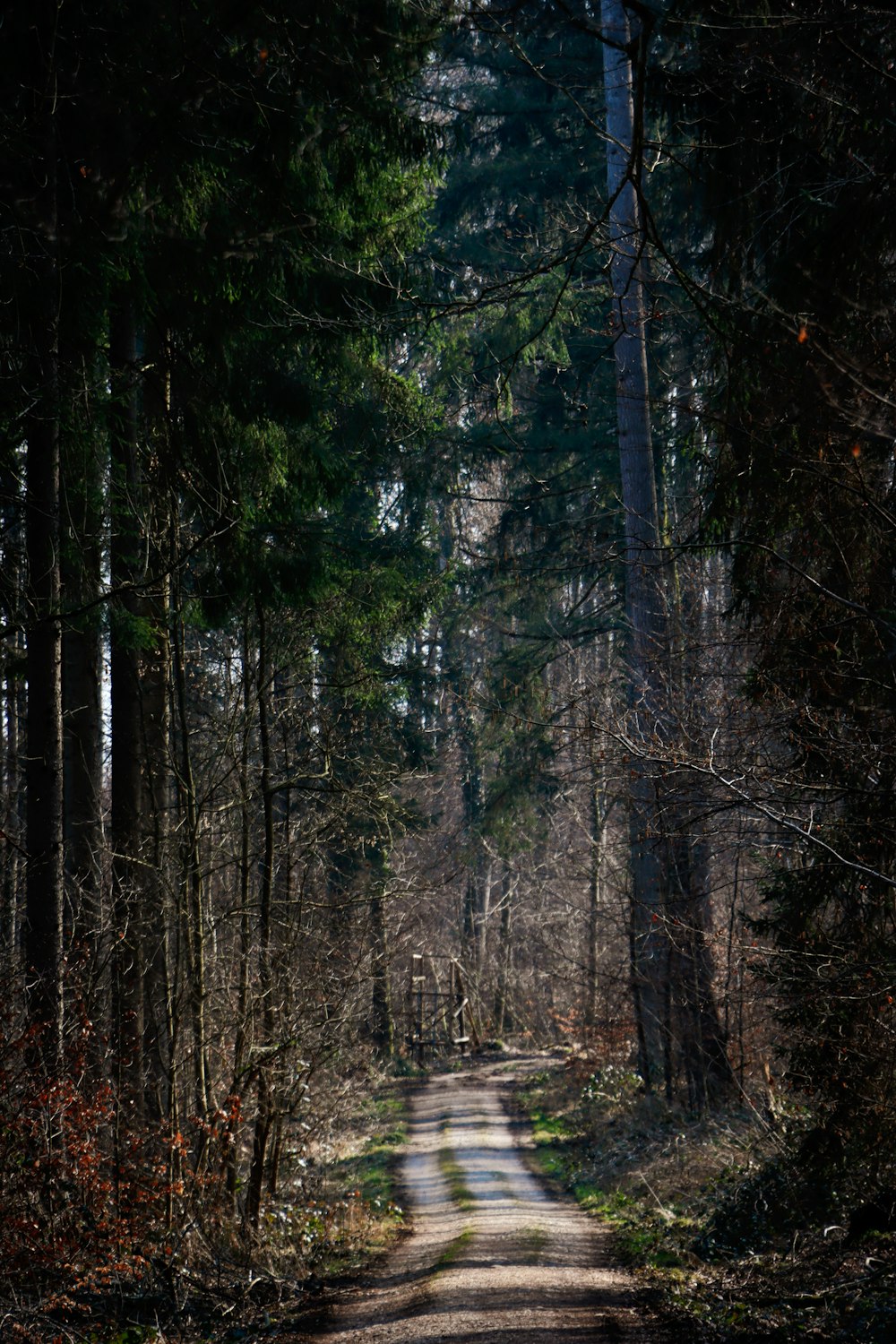 green trees on forest during daytime