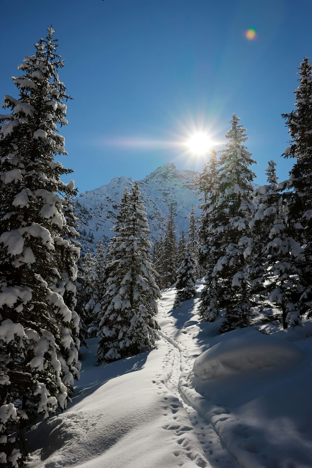 pinos verdes en el suelo cubierto de nieve bajo el cielo azul durante el día