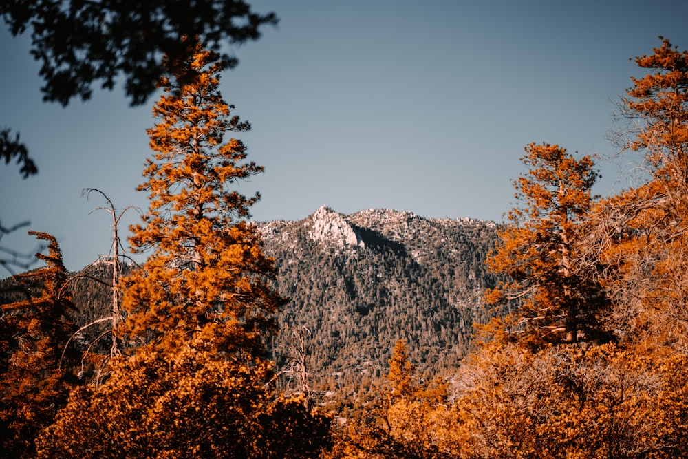 brown and green trees near mountain under blue sky during daytime