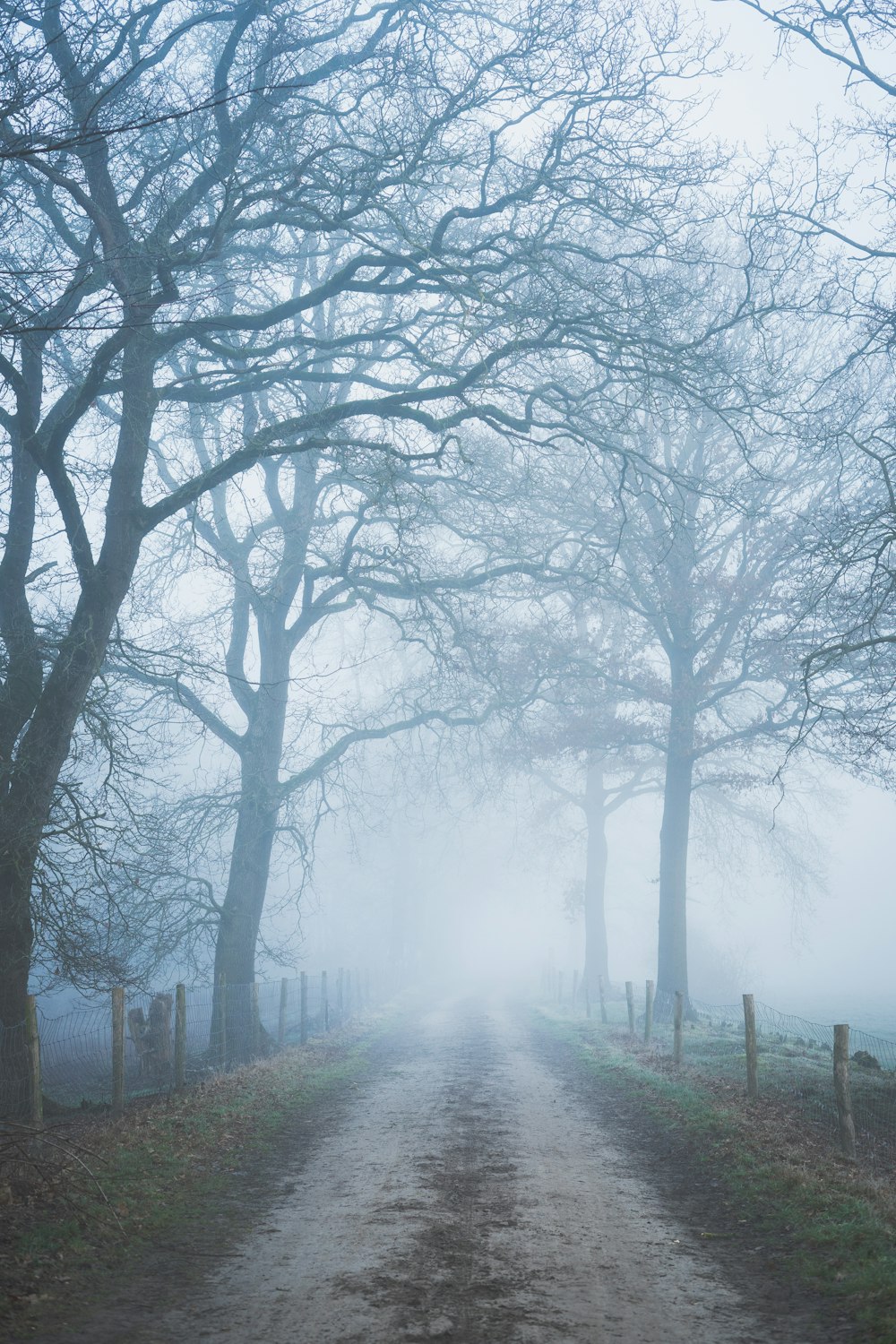 leafless trees on green grass field during foggy weather