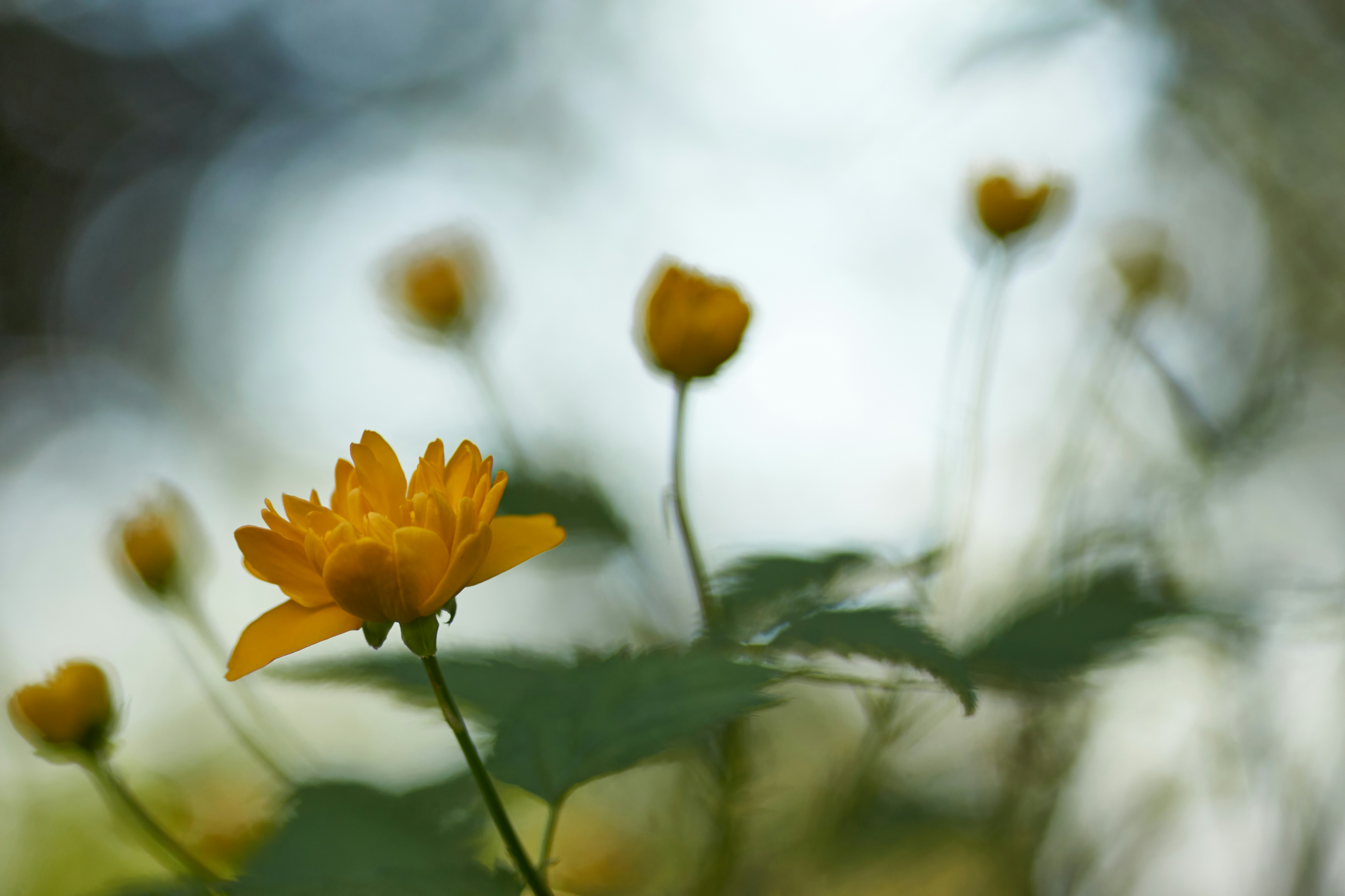 Photo by wolfgang_hasselmann