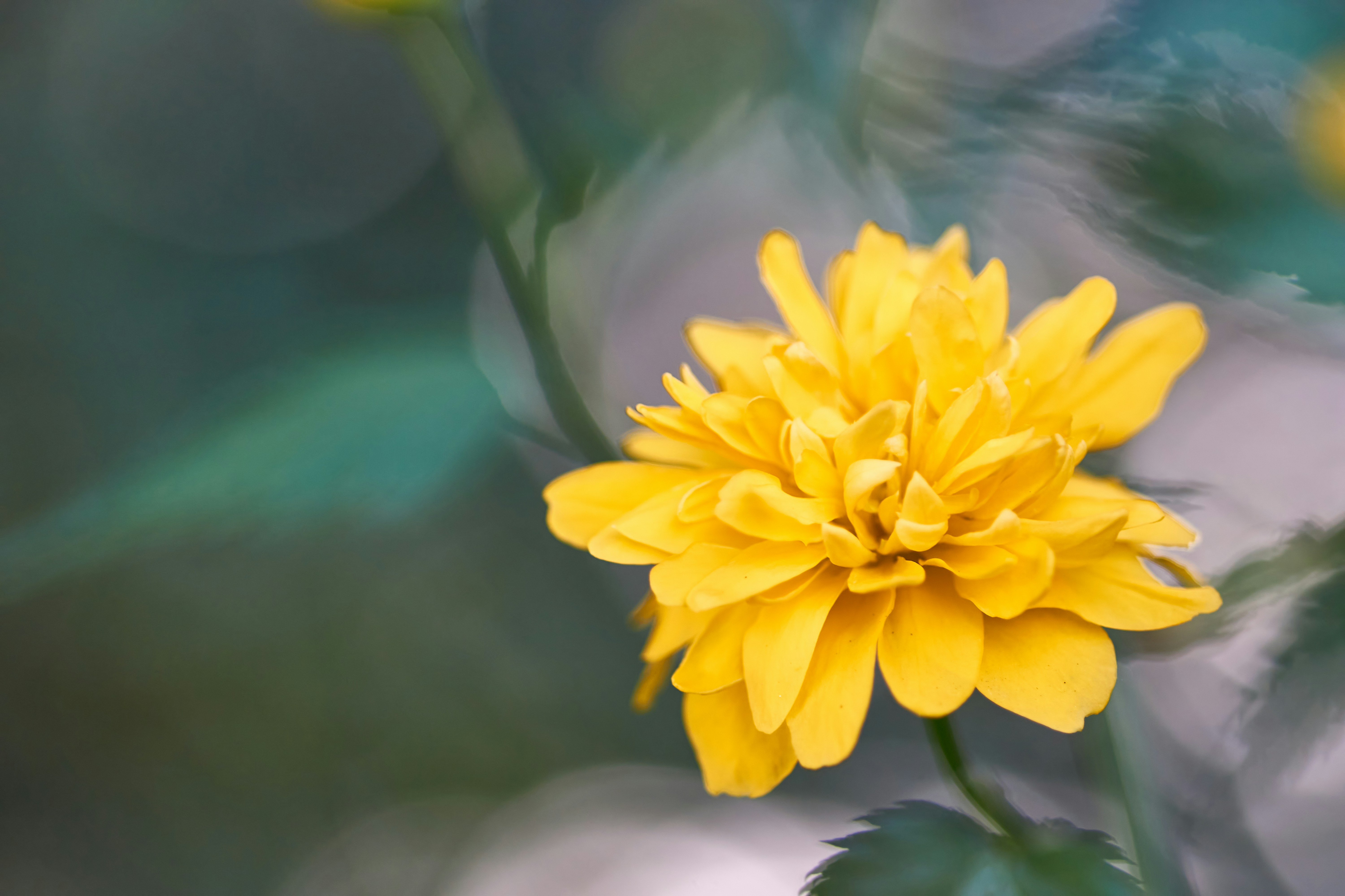 Photo by wolfgang_hasselmann