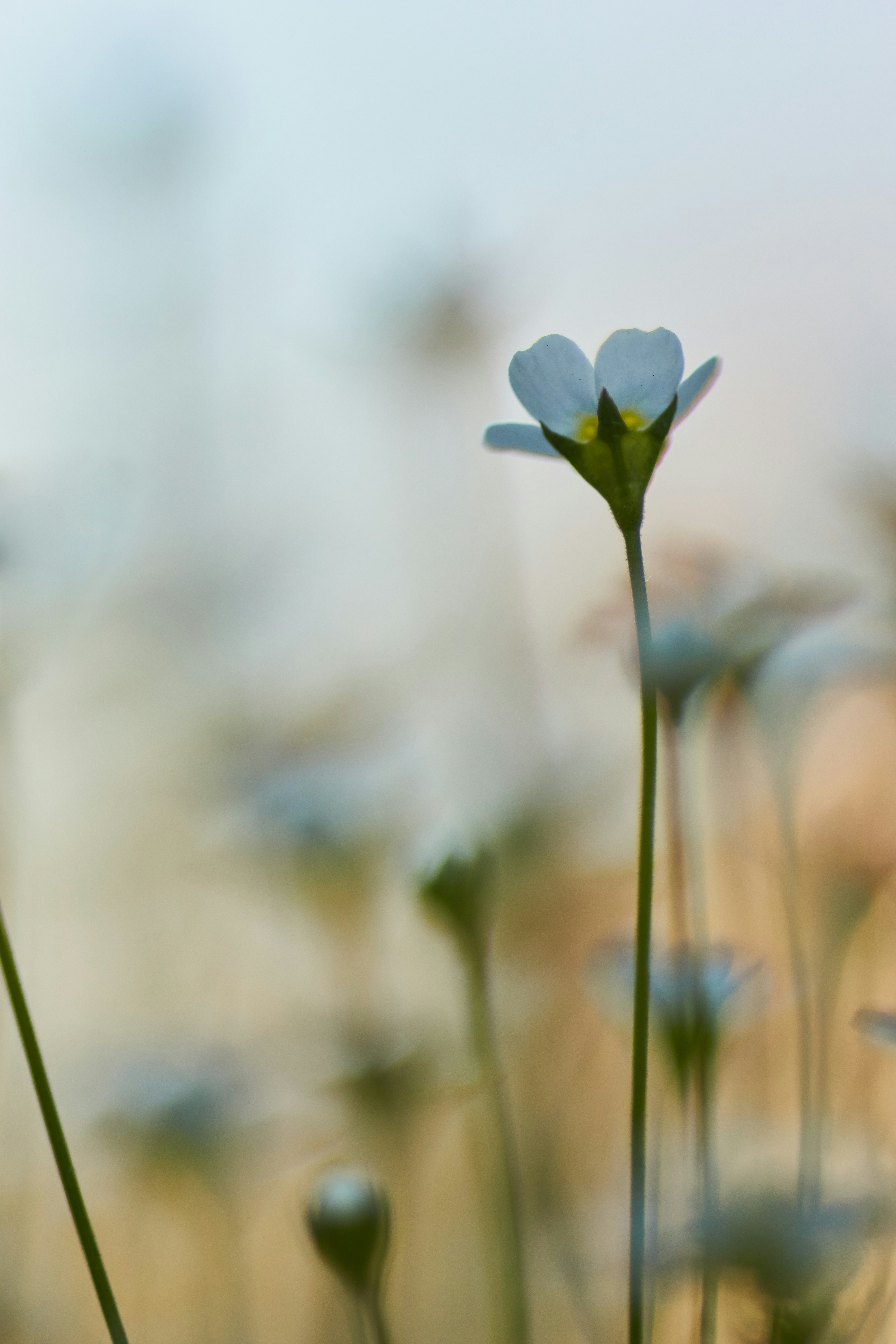 Photo by wolfgang_hasselmann