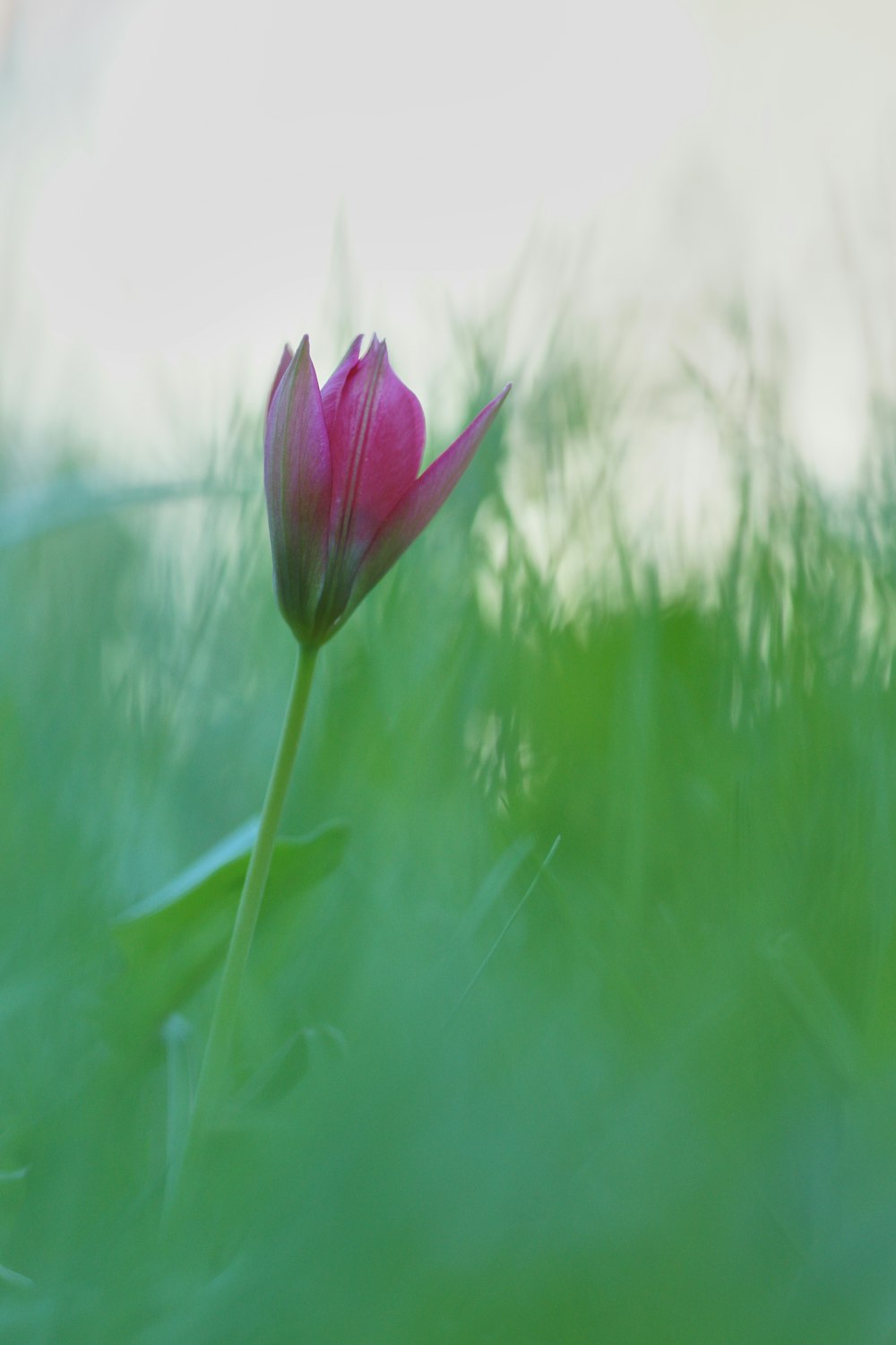 purple flower in green grass field