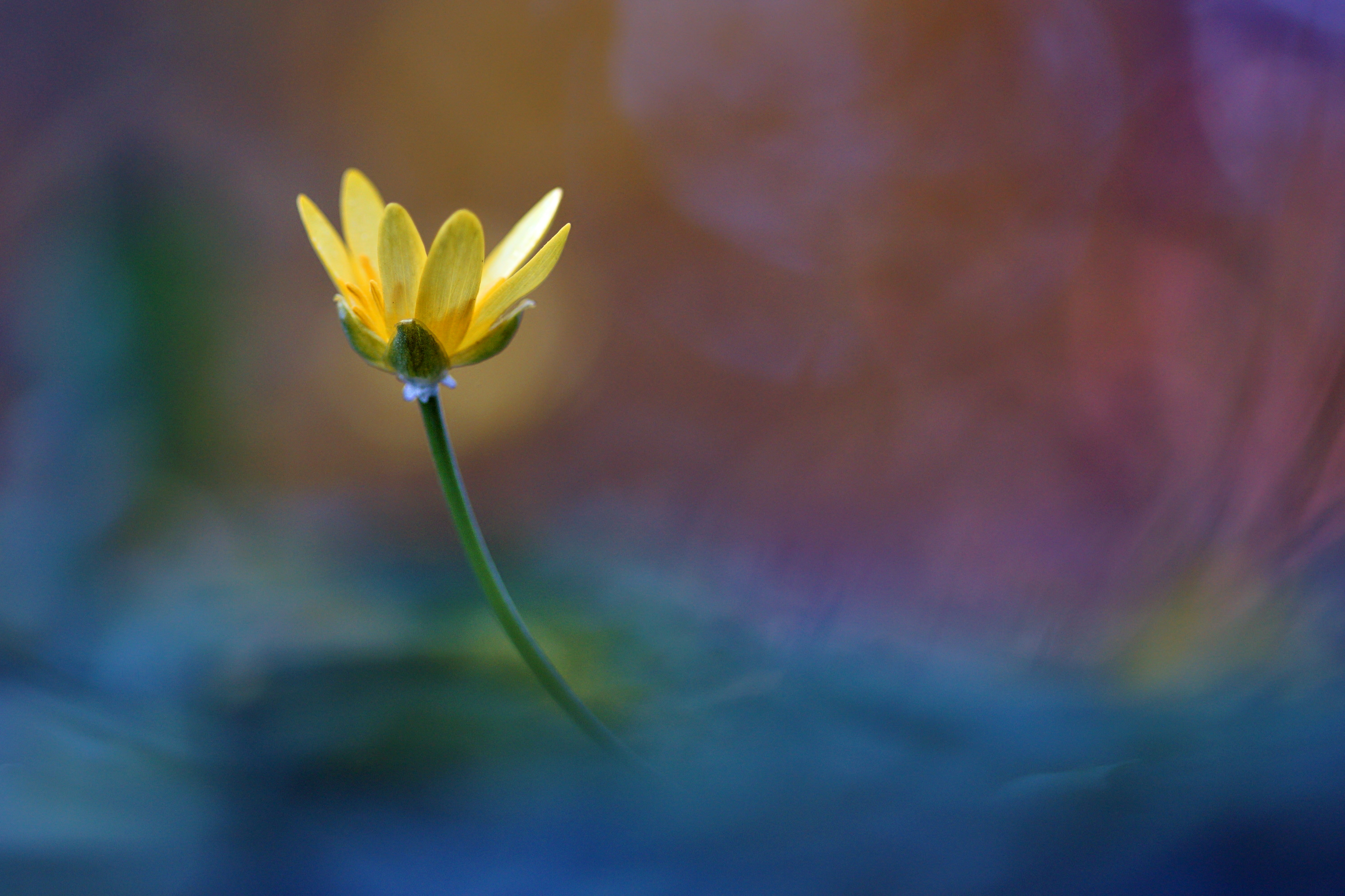 Photo by wolfgang_hasselmann