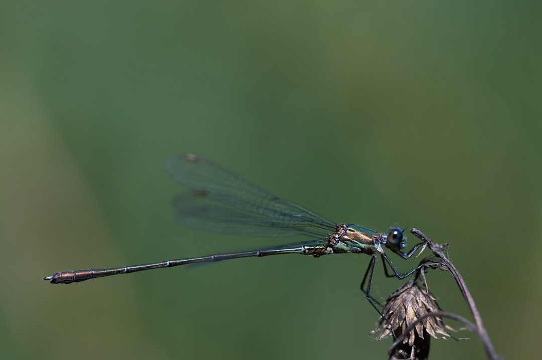 black and gray dragonfly in close up photography