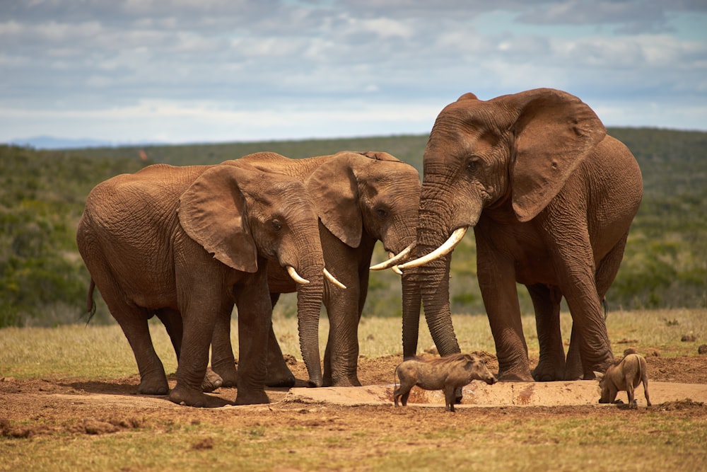 two brown elephants on brown field during daytime