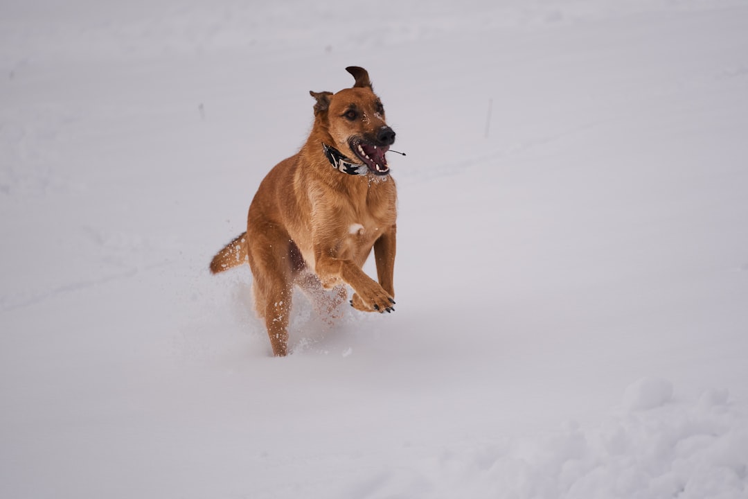 brown short coated dog running on snow covered ground during daytime