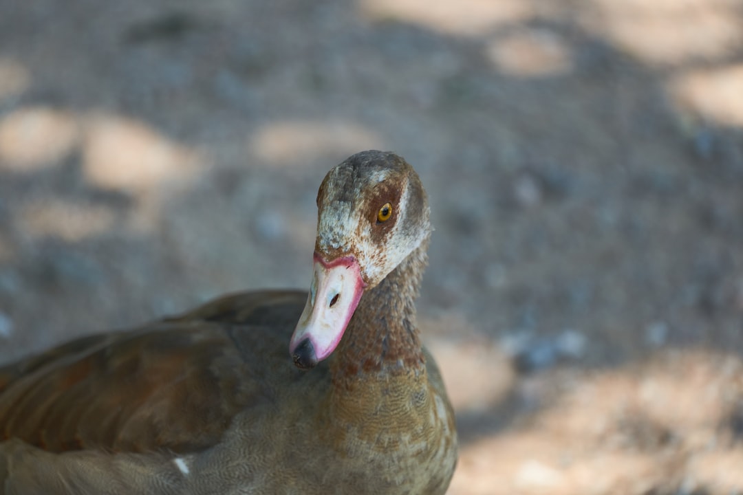 brown duck on gray ground during daytime