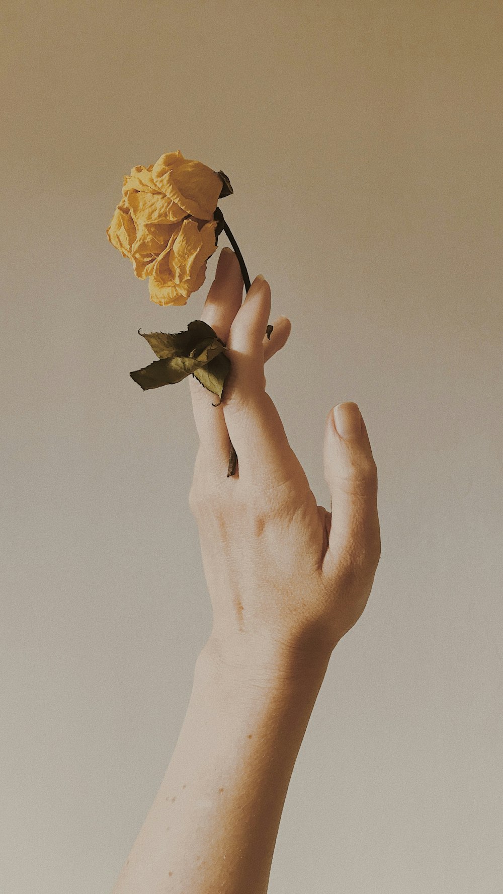 person holding yellow rose flower