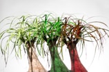 Three ponytail palm trees are positioned side by side, each with a unique hue. The left one displays light green leaves, the middle one has vibrant green foliage, and the right is tinged with reddish-brown tones. The trunks appear textured and bulbous, situated against a simple white background.