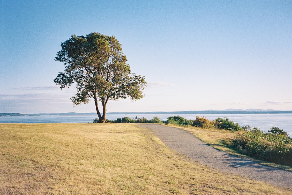 green tree on brown field under blue sky during daytime