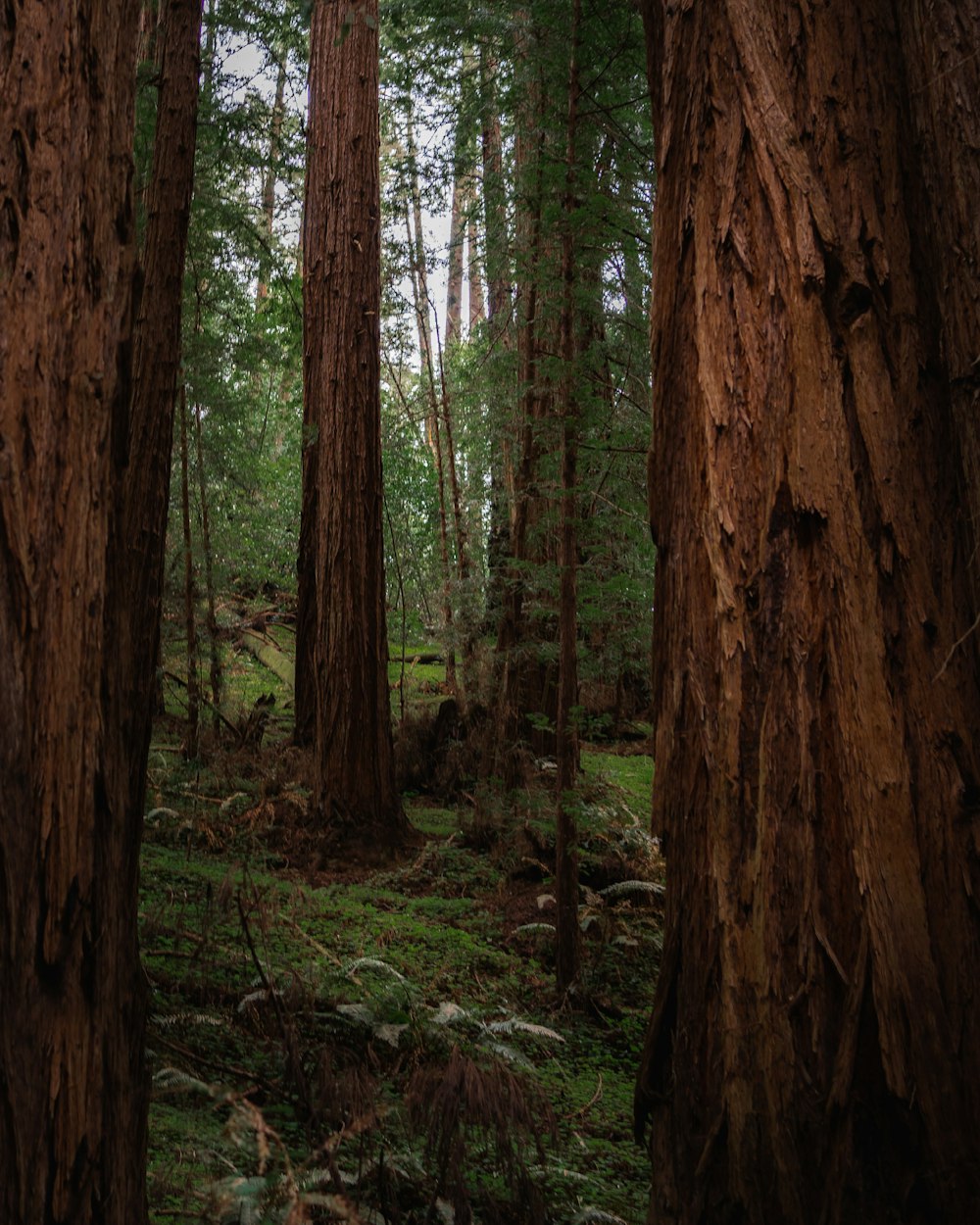 brown tree trunk during daytime