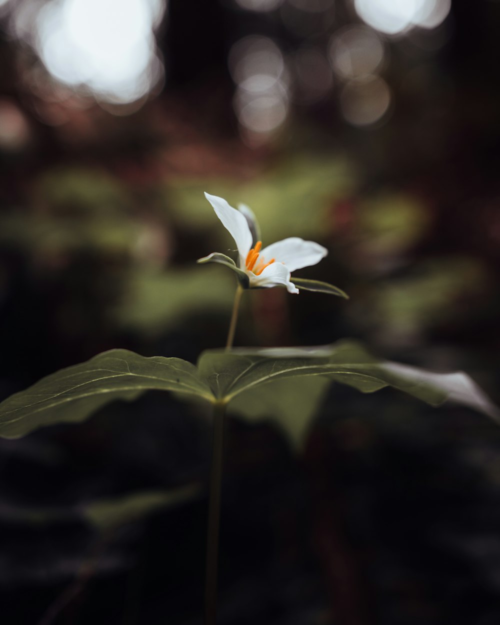 white flower in tilt shift lens