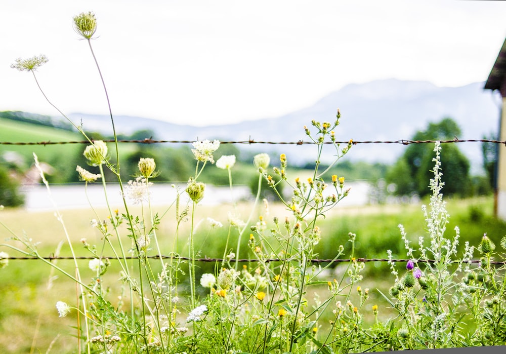 white flowers on green grass field during daytime