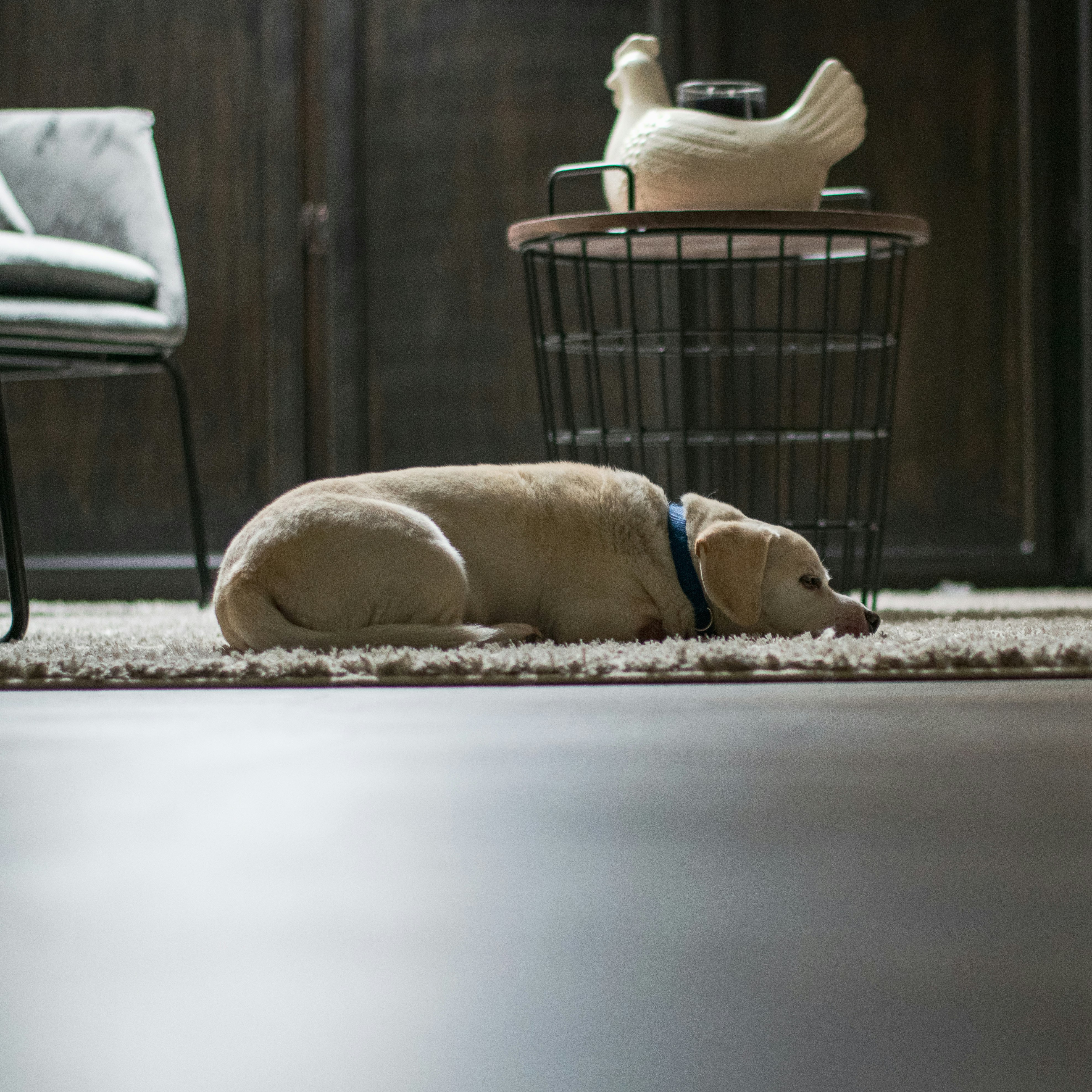 yellow labrador retriever lying on floor beside gray metal chair