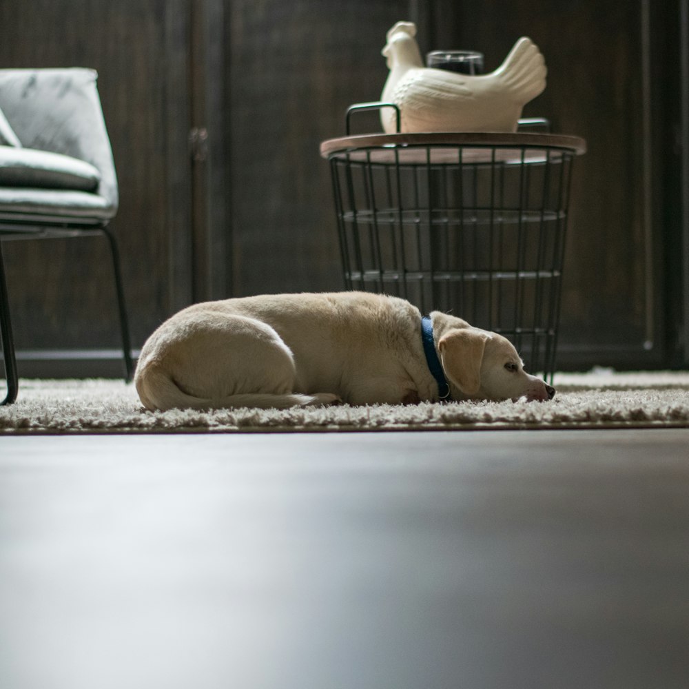 yellow labrador retriever lying on floor beside gray metal chair