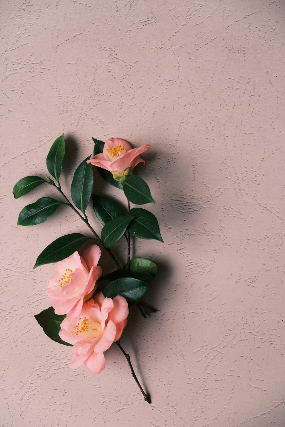 흰 벽에 분홍색과 흰색 꽃