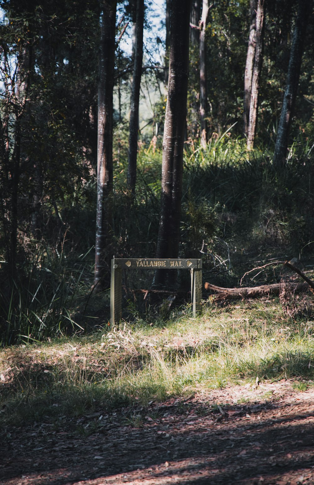 brown wooden bench on green grass field