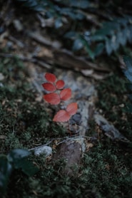 red 5 petaled flower on ground