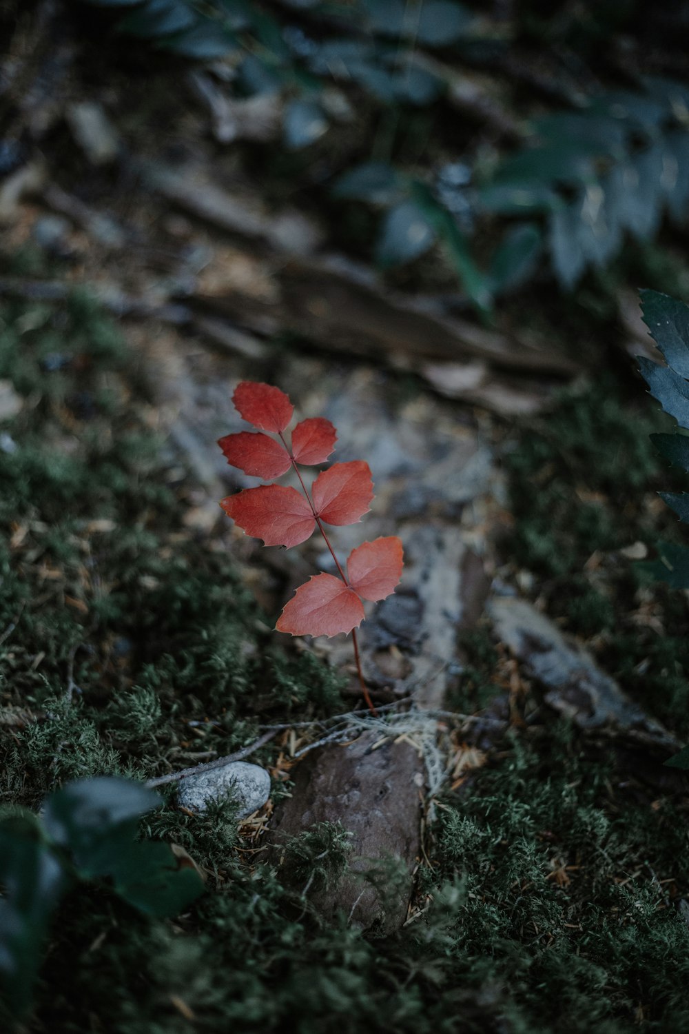 red 5 petaled flower on ground