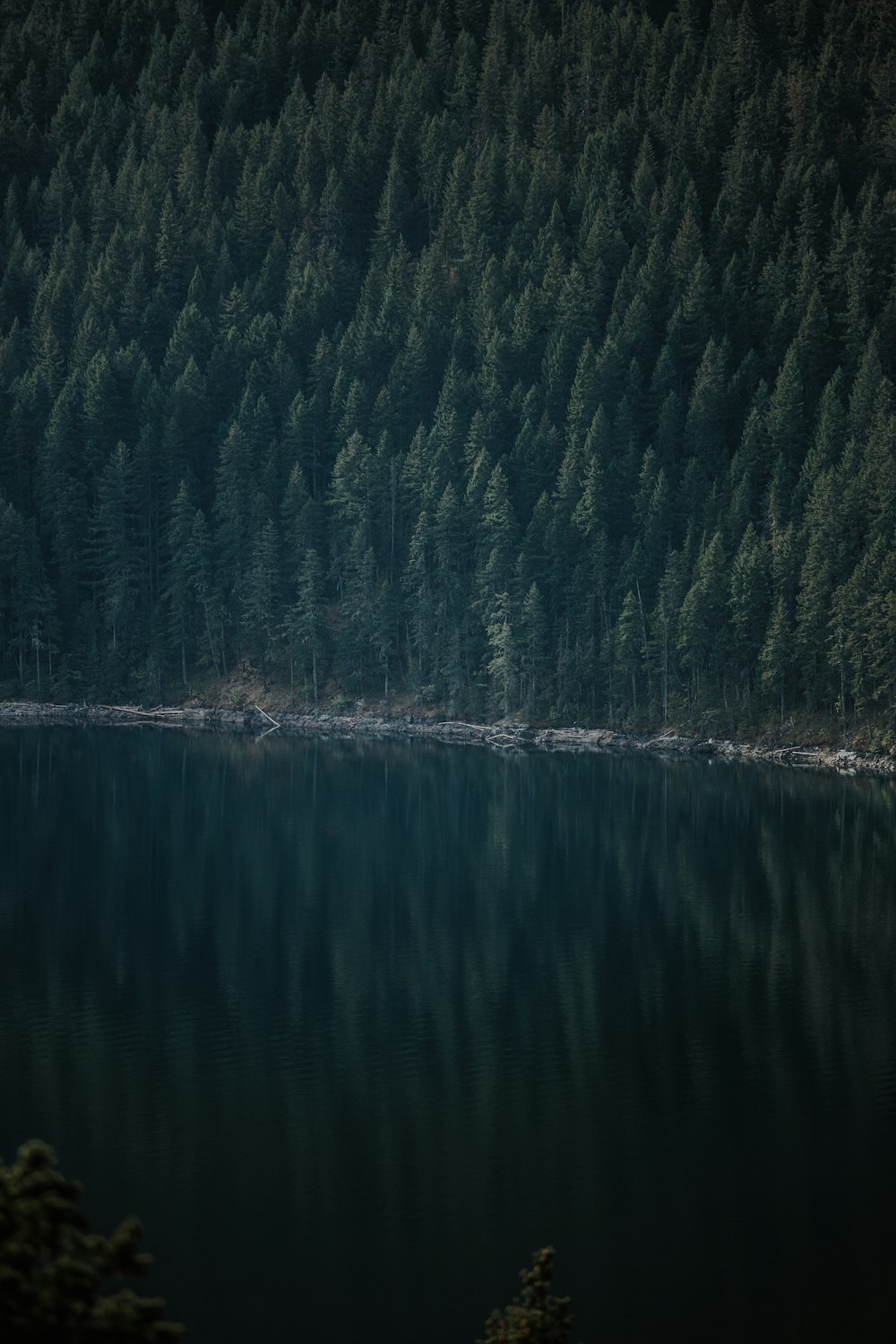 green trees beside body of water during daytime