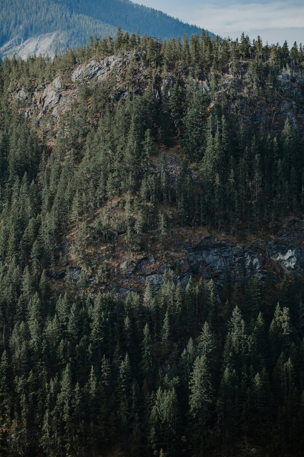 green pine trees on brown mountain