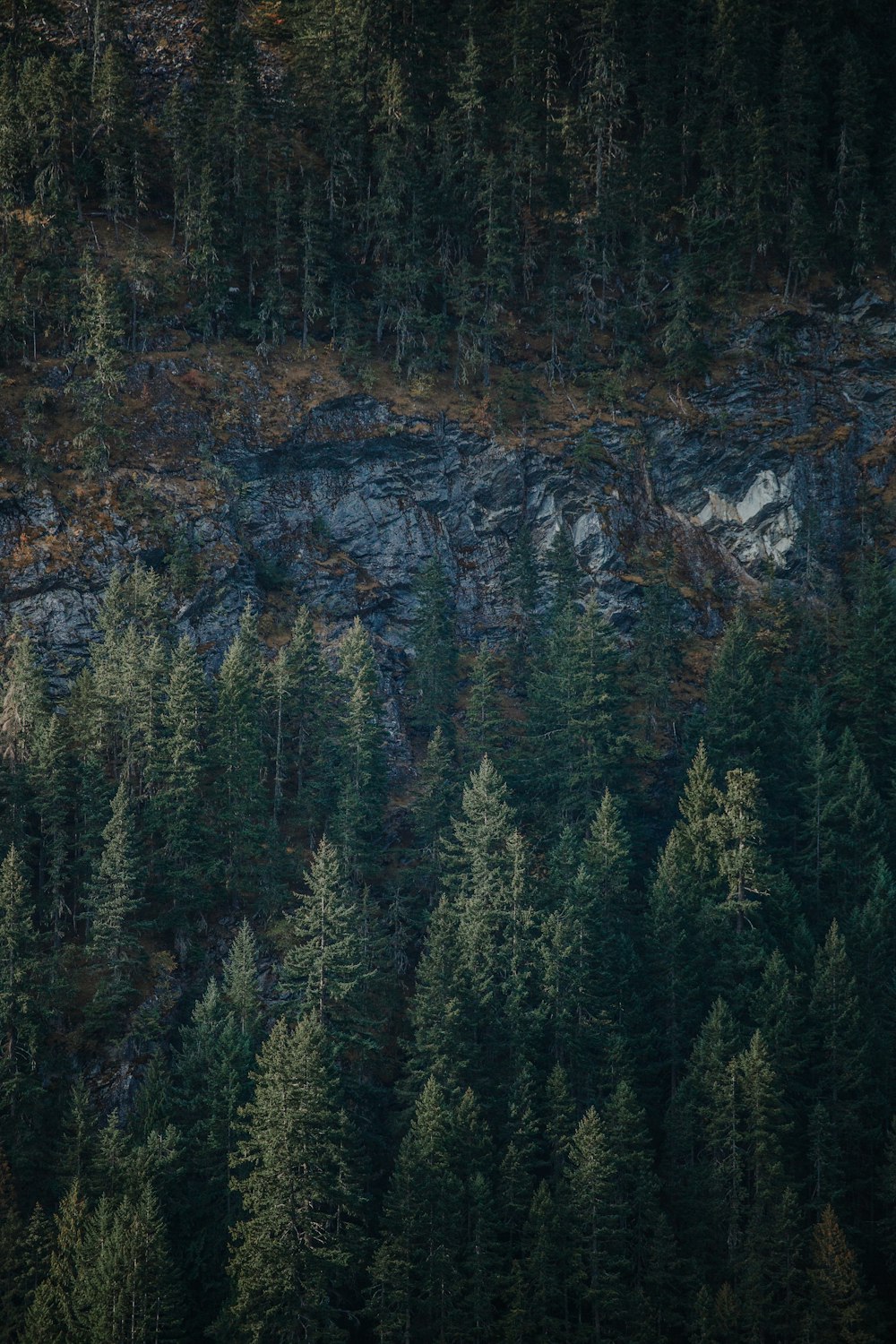 green pine trees near brown mountain during daytime