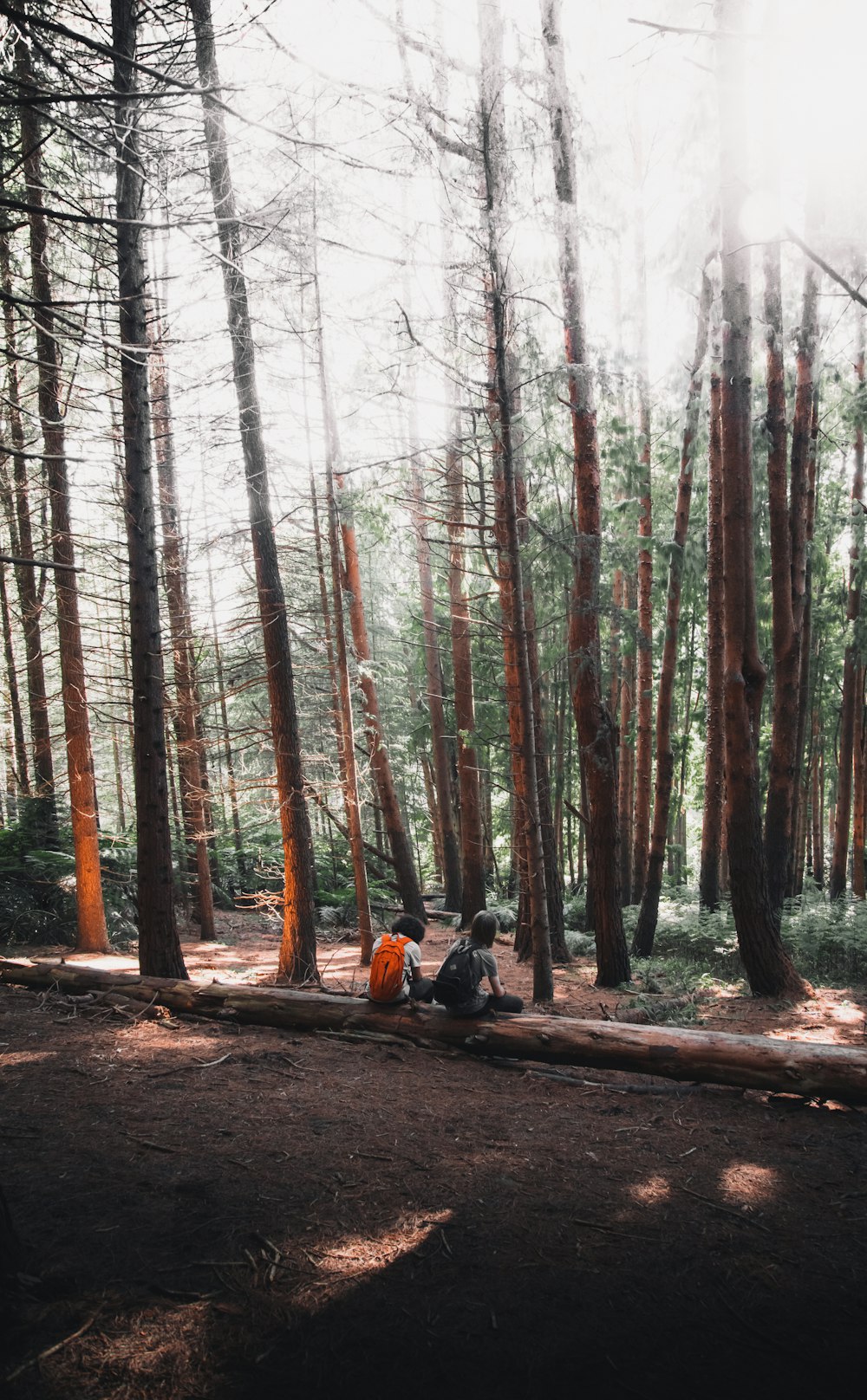 낮 동안 숲의 갈색 나무 통나무에 앉아 빨간 재킷을 입은 남자