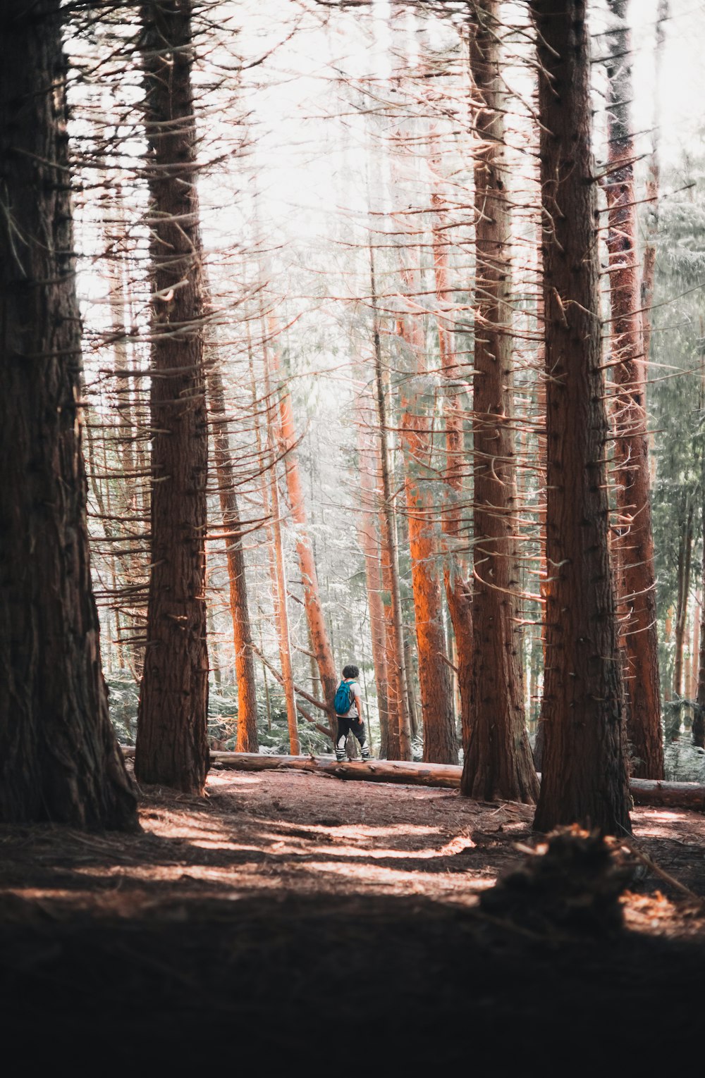 person in blue jacket and blue denim jeans walking on forest during daytime