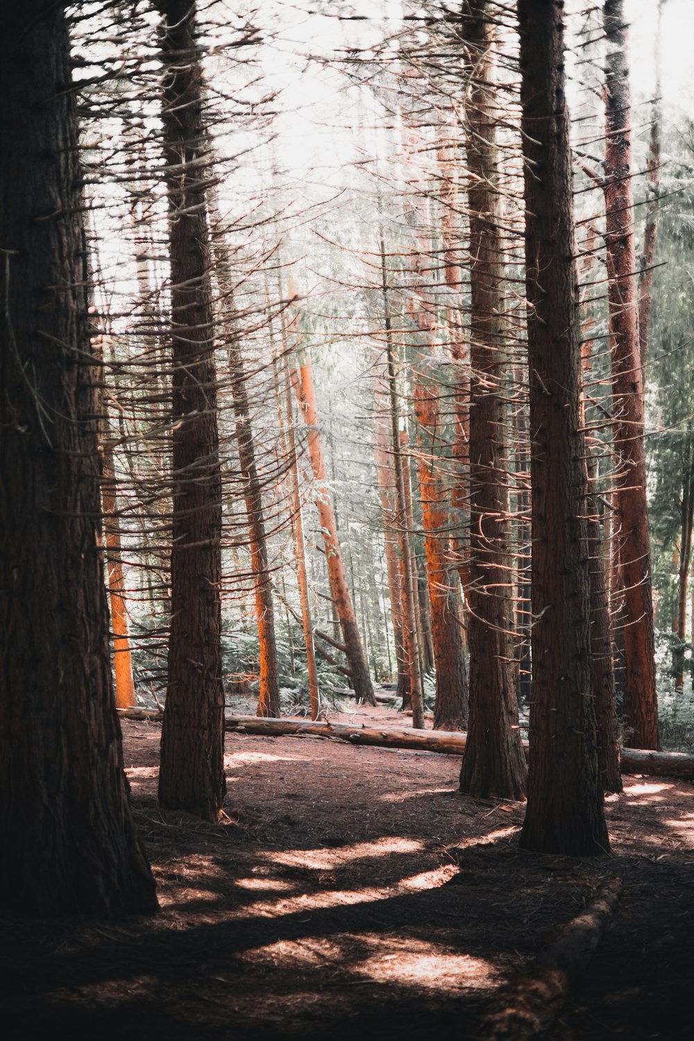 brown trees on brown soil