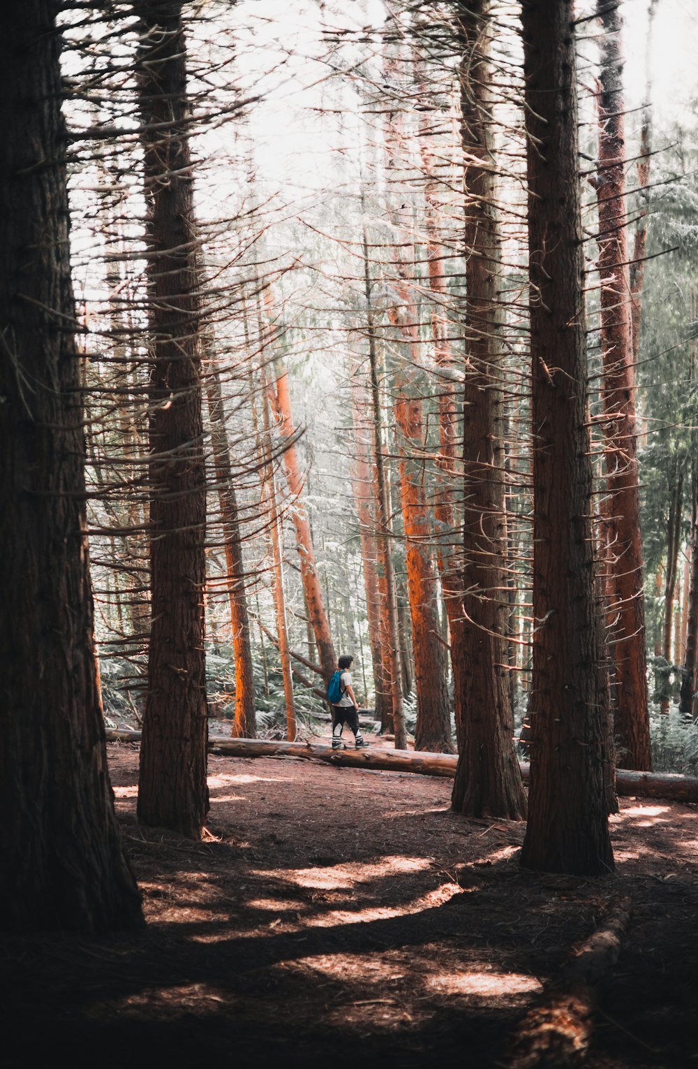 Persona in giacca blu che cammina sulla foresta durante il giorno