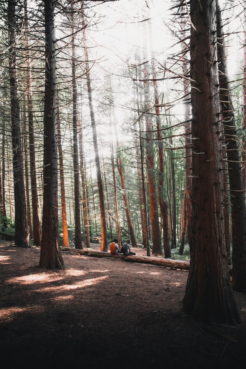 person in black jacket and black pants sitting on brown tree log in forest during daytime