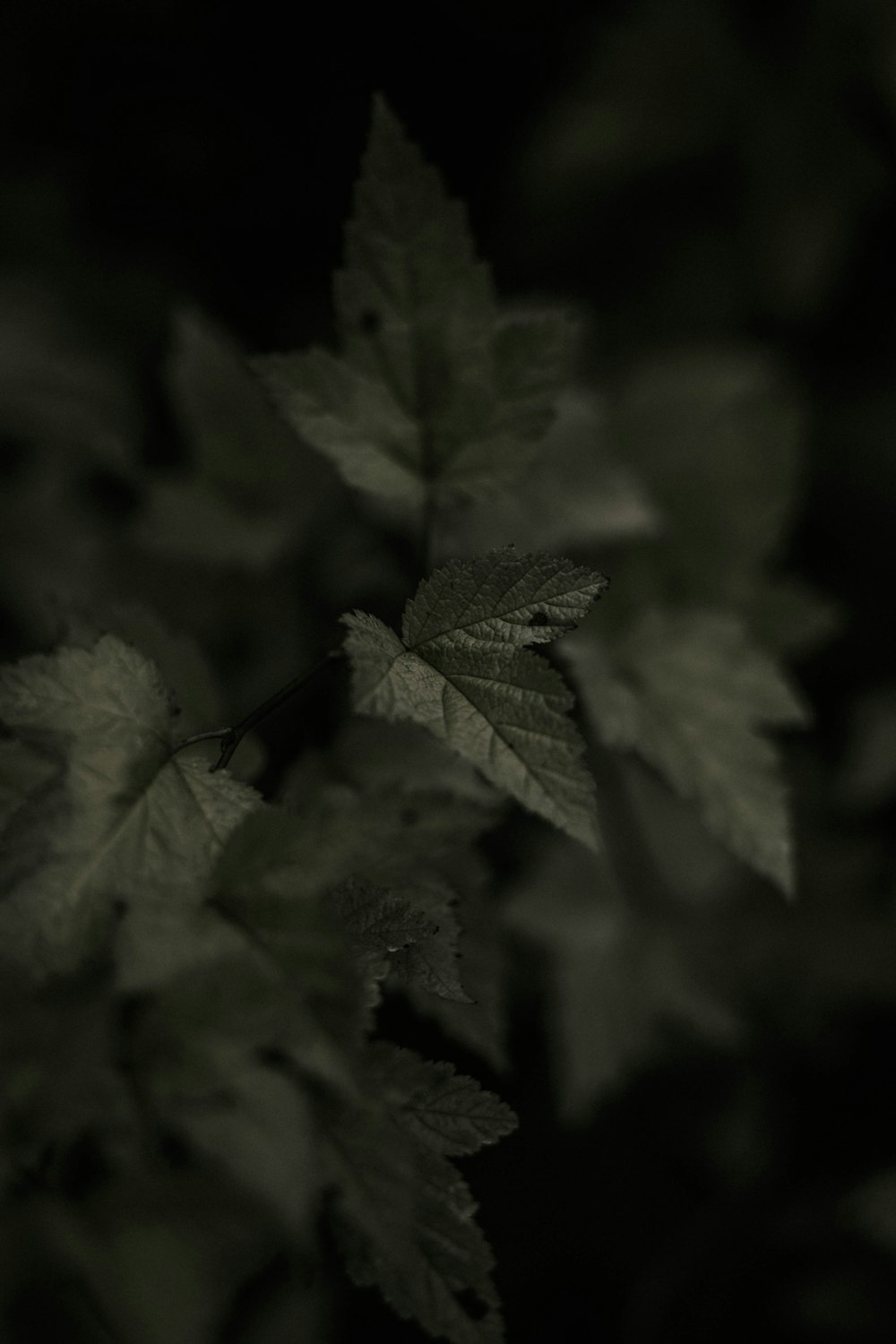 green leaf in close up photography