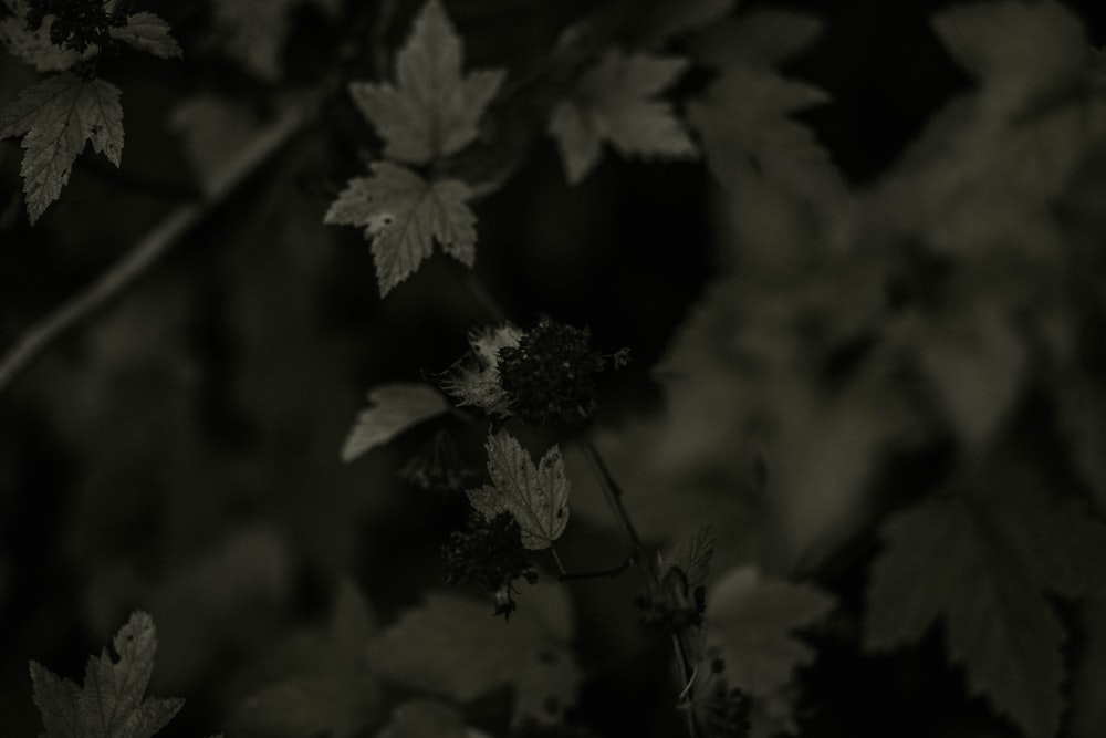 white flower in green leaves