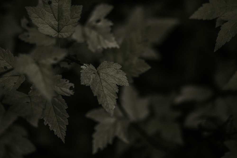 green leaves in close up photography