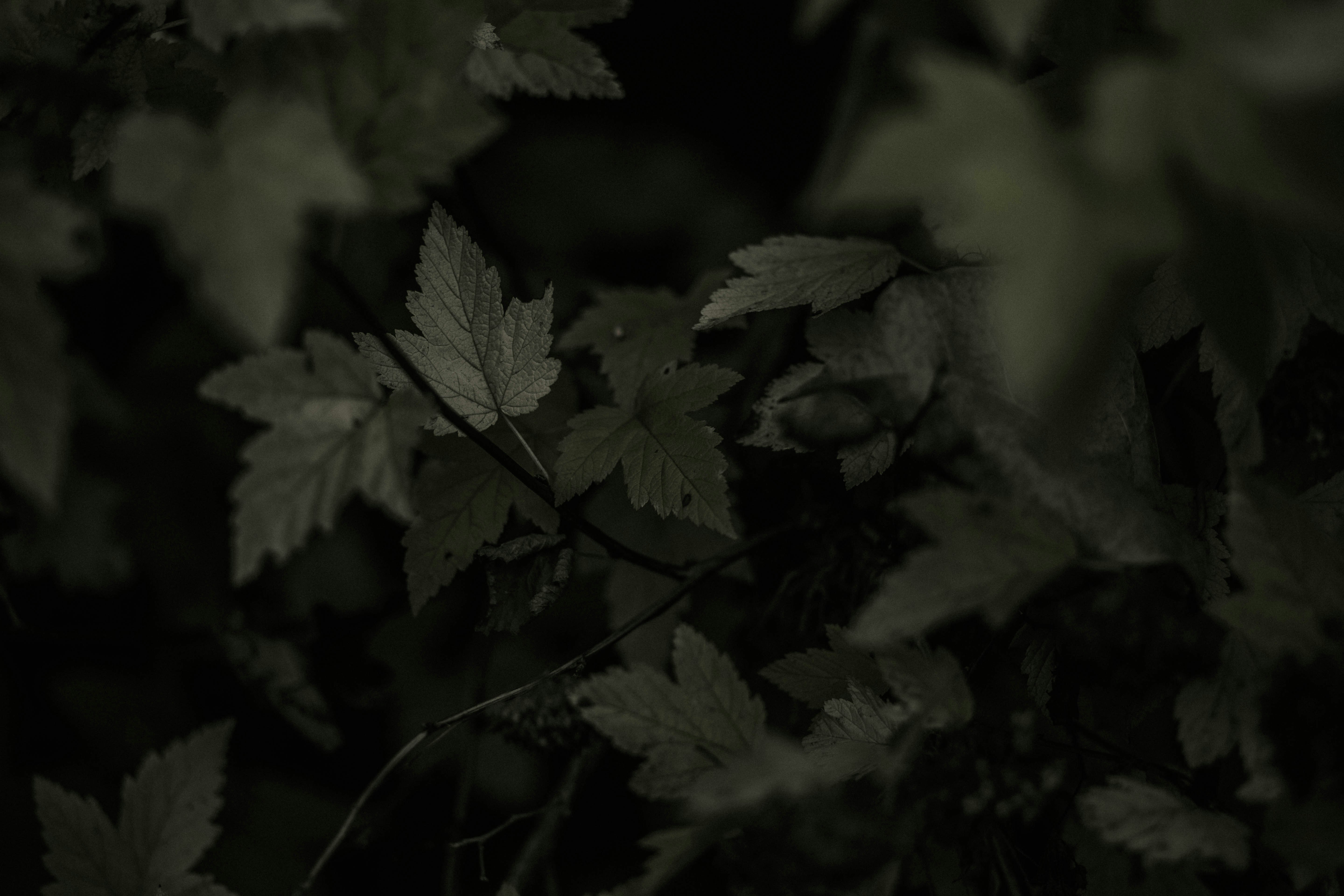 green leaves in close up photography