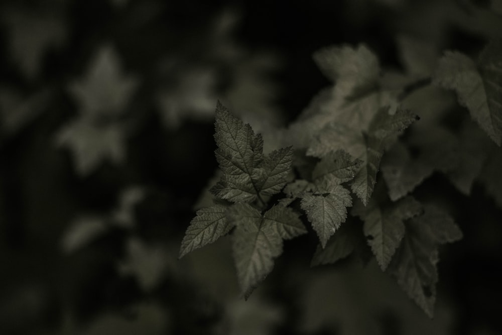 green maple leaf in close up photography