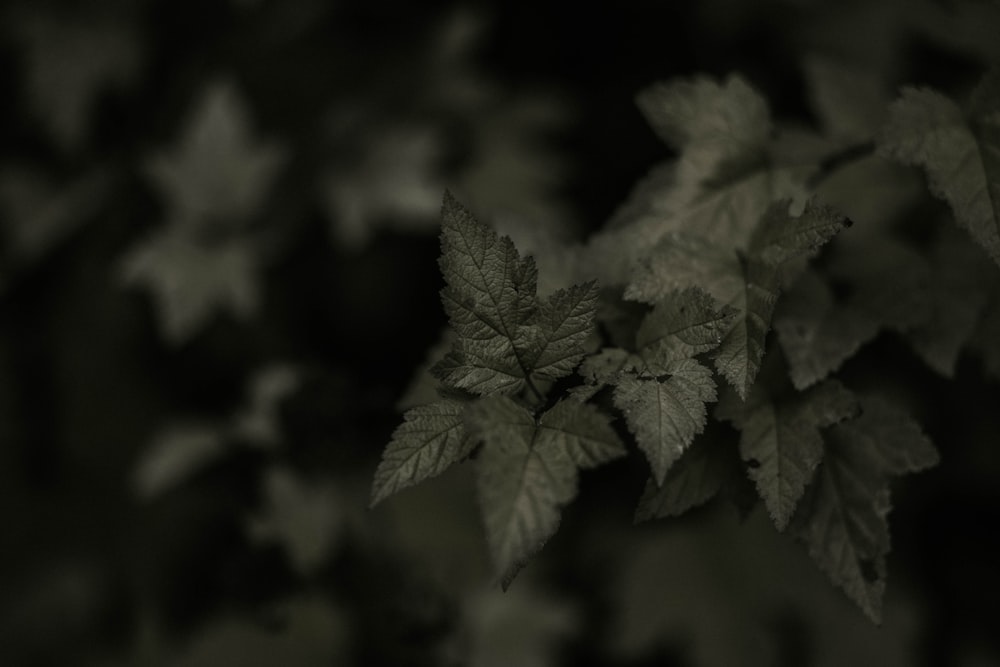 green leaf in close up photography